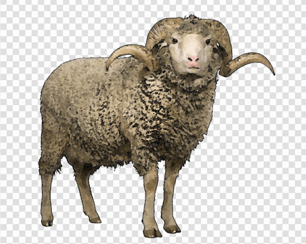 Detail Transparent Sheep Nomer 20