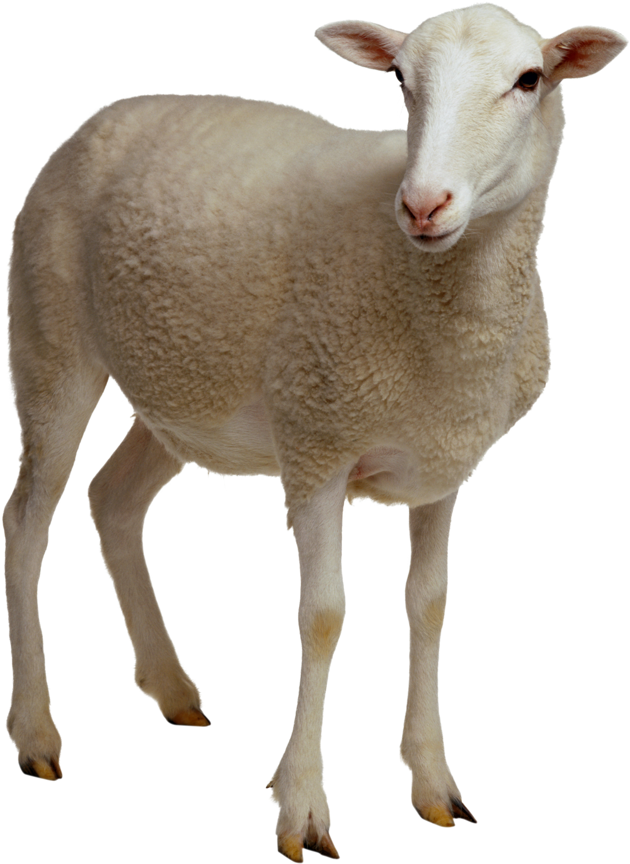 Detail Transparent Sheep Nomer 24