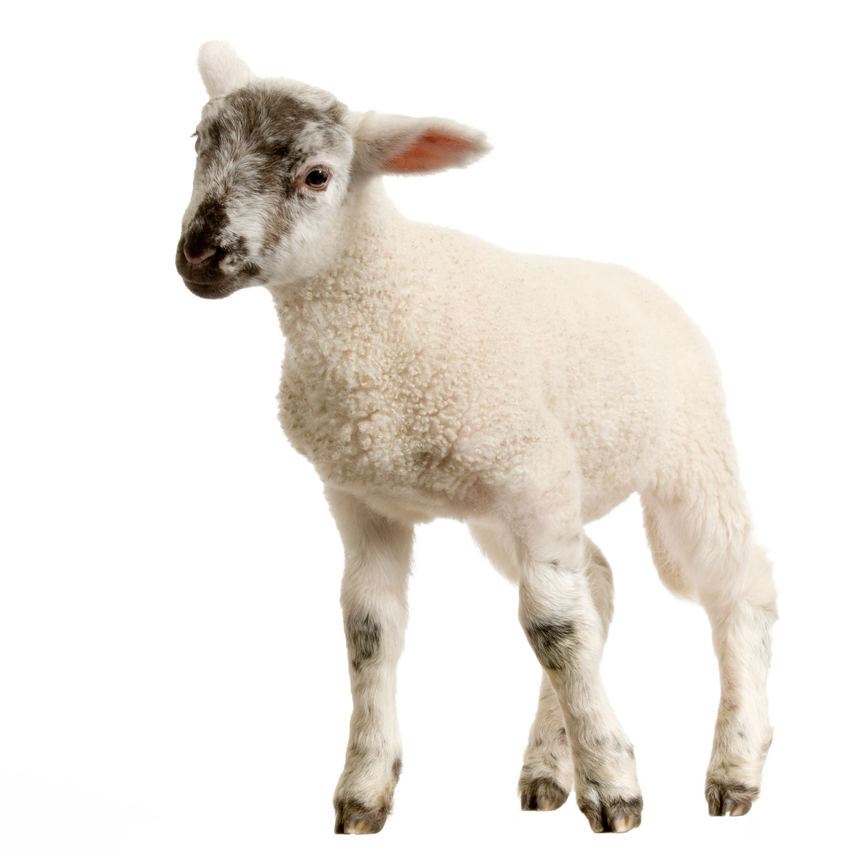Detail Transparent Sheep Nomer 28