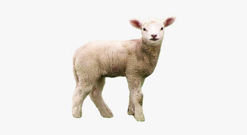 Detail Transparent Sheep Nomer 31
