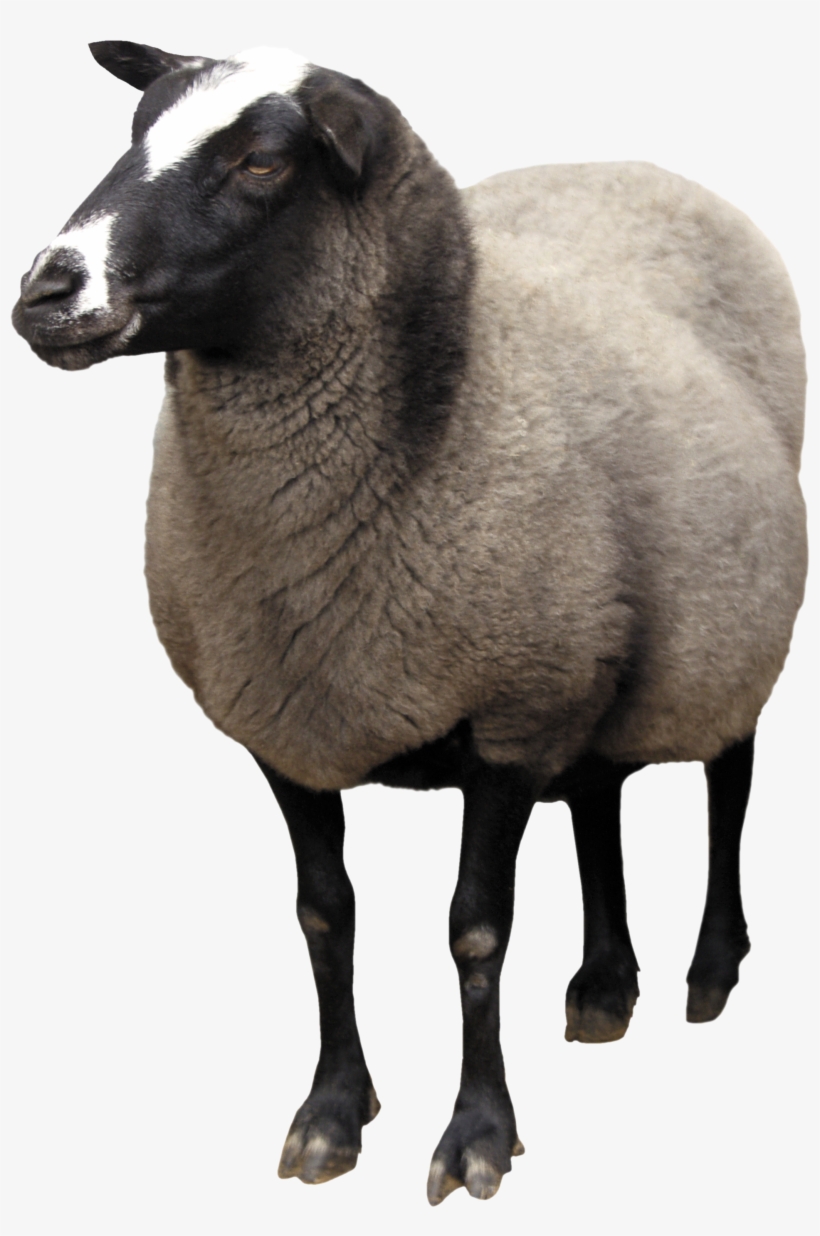 Detail Transparent Sheep Nomer 32