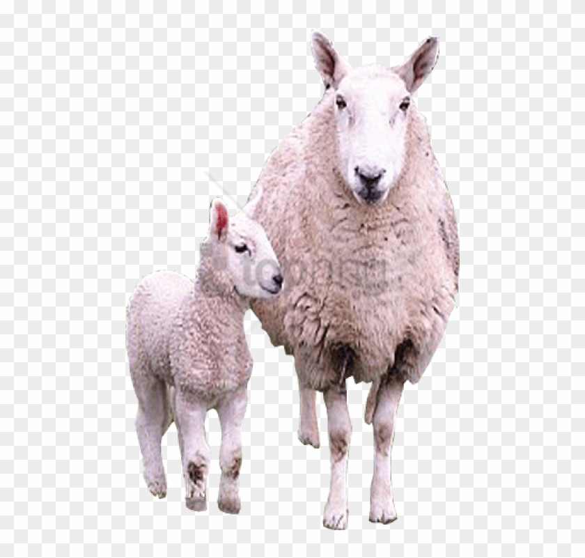 Detail Transparent Sheep Nomer 36