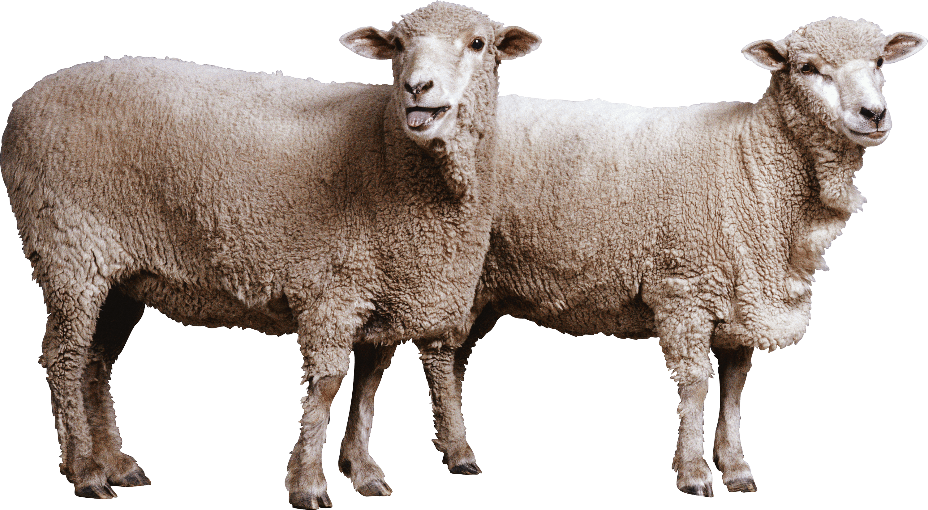 Detail Transparent Sheep Nomer 40