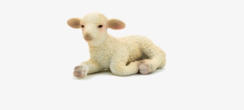 Detail Transparent Sheep Nomer 44
