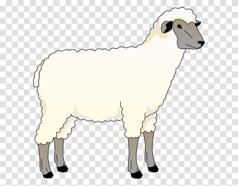 Detail Transparent Sheep Nomer 47