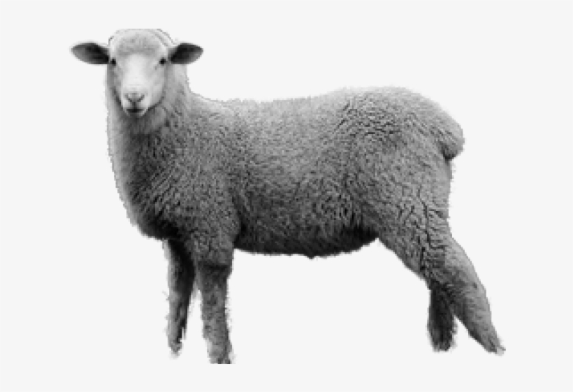 Detail Transparent Sheep Nomer 53