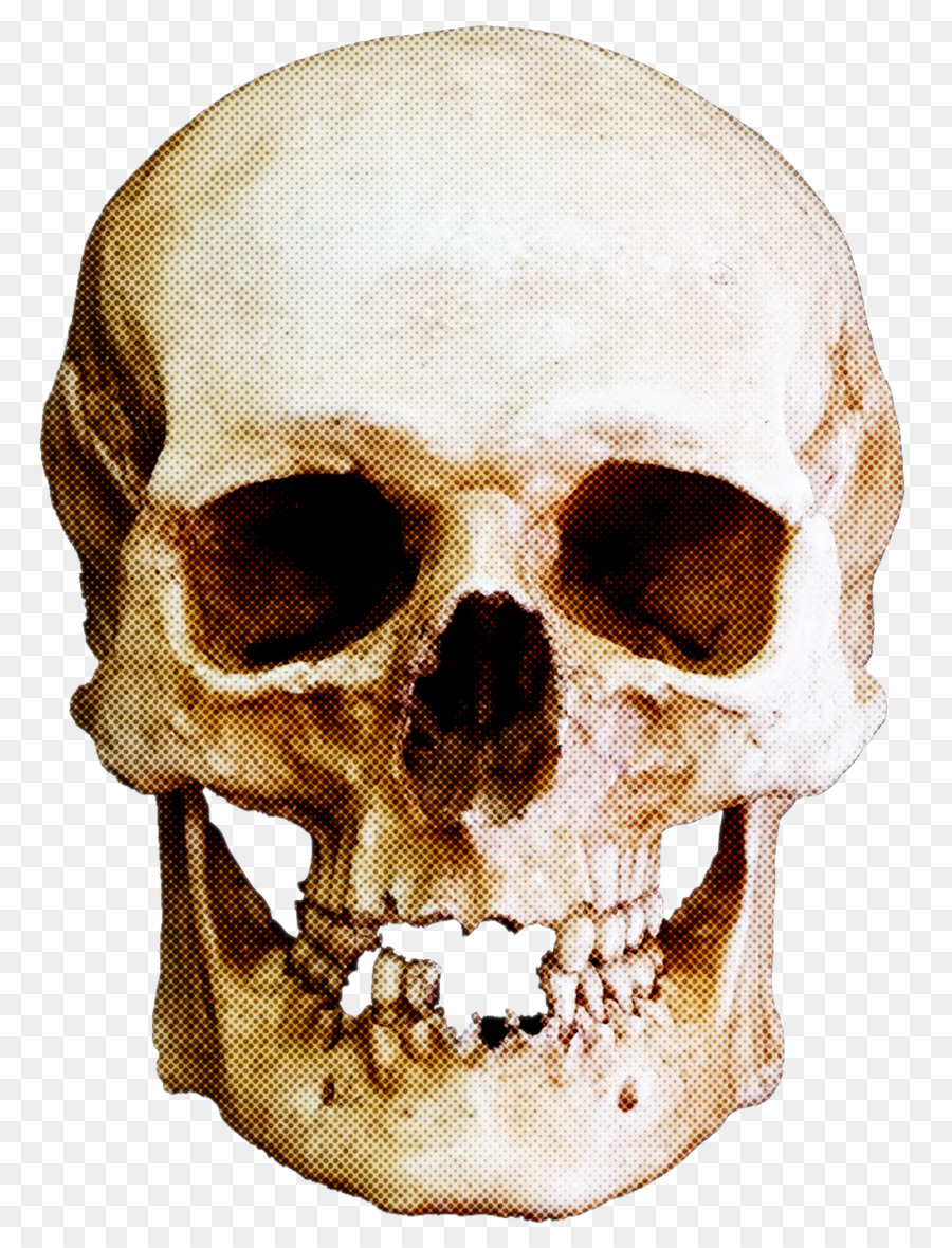 Detail Transparent Skeleton Head Nomer 9