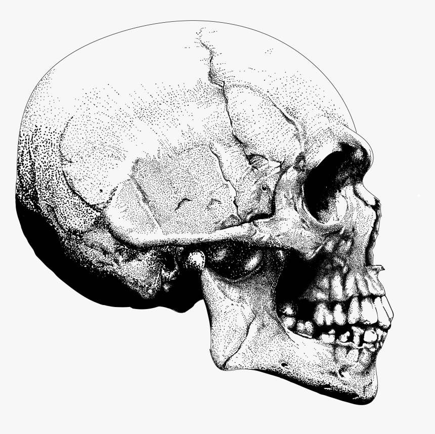 Detail Transparent Skeleton Head Nomer 14