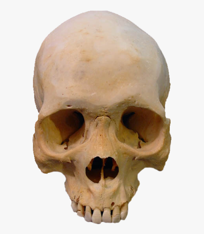 Detail Transparent Skeleton Head Nomer 22