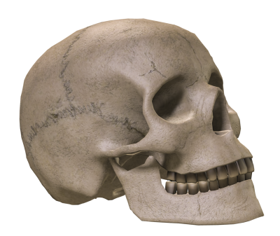 Detail Transparent Skeleton Head Nomer 25