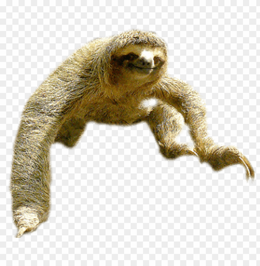 Detail Transparent Sloth Nomer 14