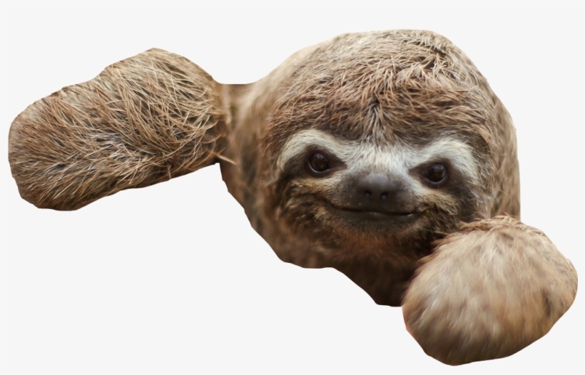 Detail Transparent Sloth Nomer 3