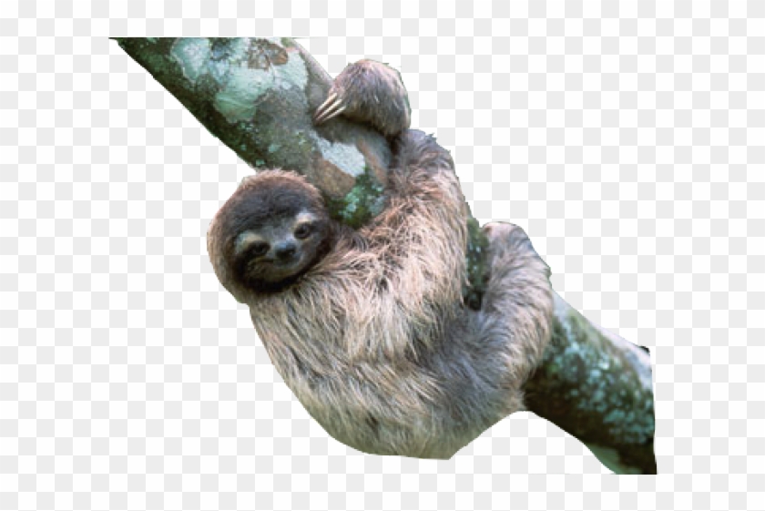 Detail Transparent Sloth Nomer 4