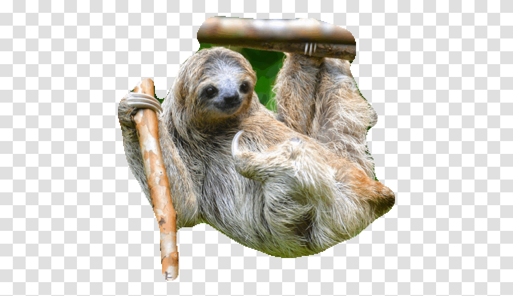 Detail Transparent Sloth Nomer 38