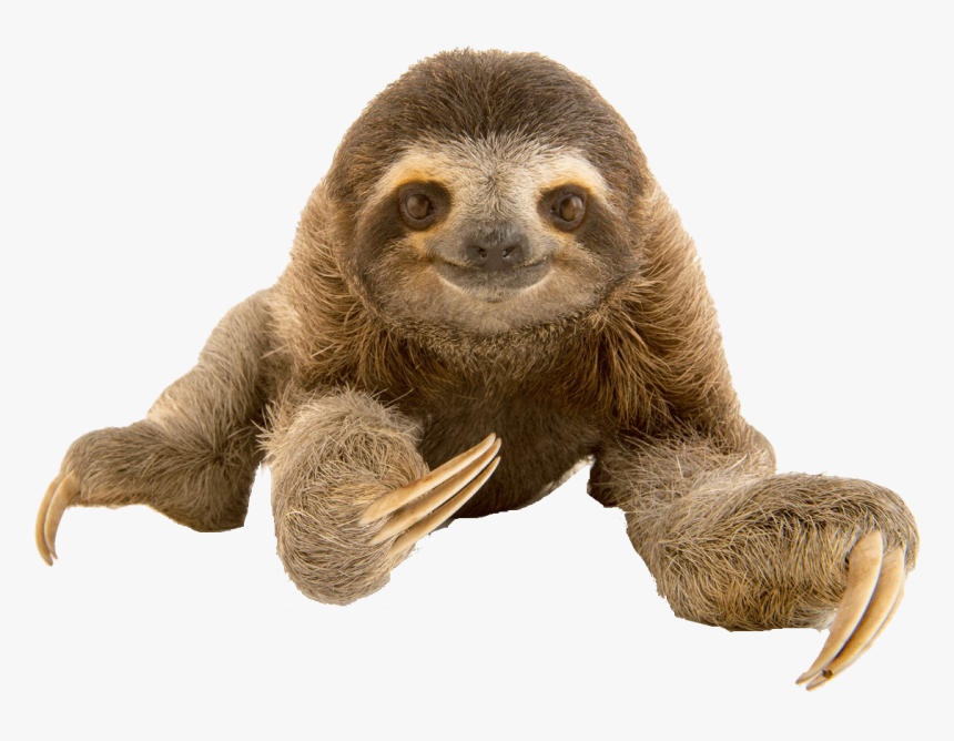 Detail Transparent Sloth Nomer 5