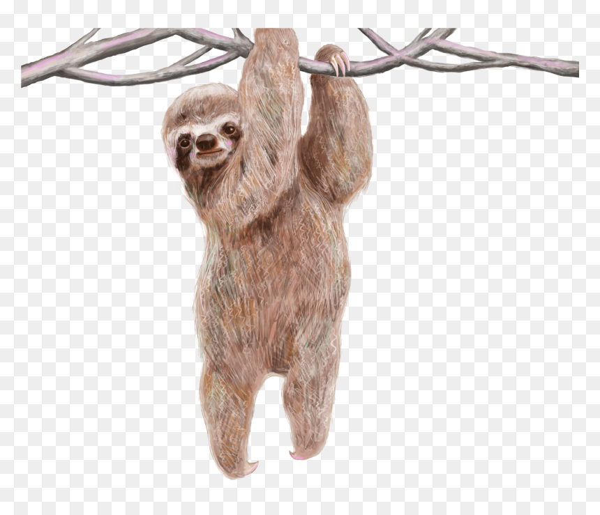 Detail Transparent Sloth Nomer 50