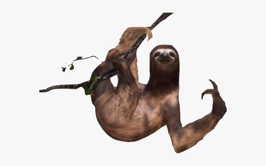 Detail Transparent Sloth Nomer 9
