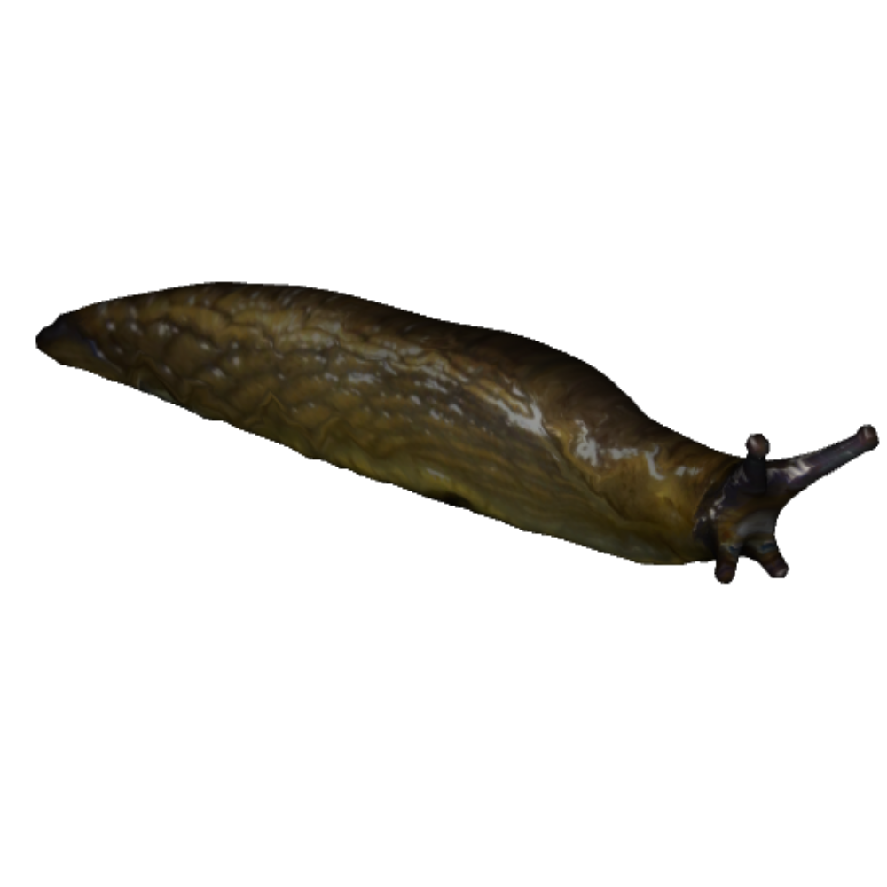 Transparent Slug - KibrisPDR