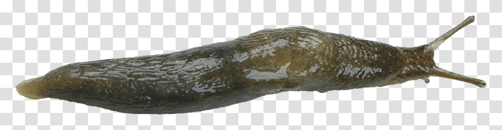 Detail Transparent Slug Nomer 22