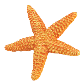 Detail Transparent Starfish Nomer 2