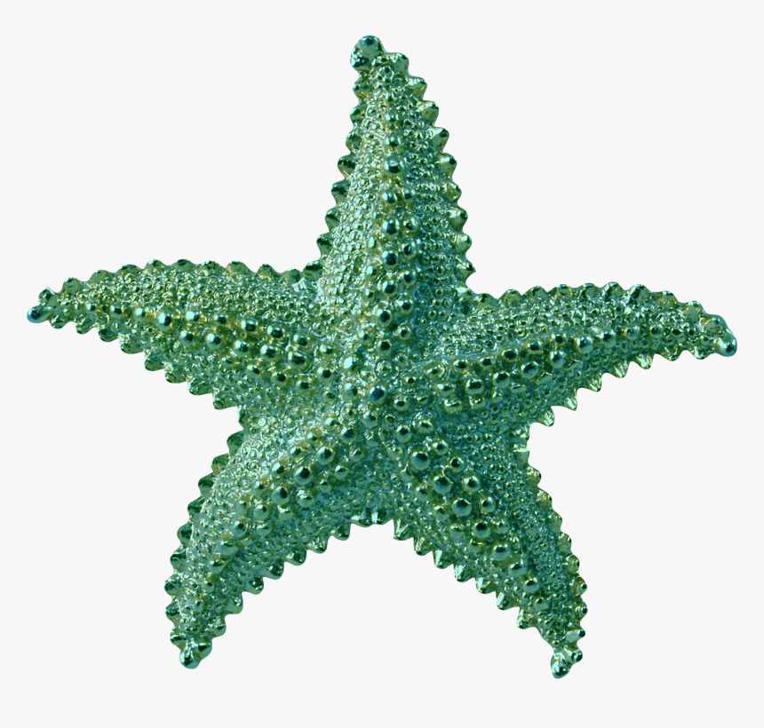 Detail Transparent Starfish Nomer 4