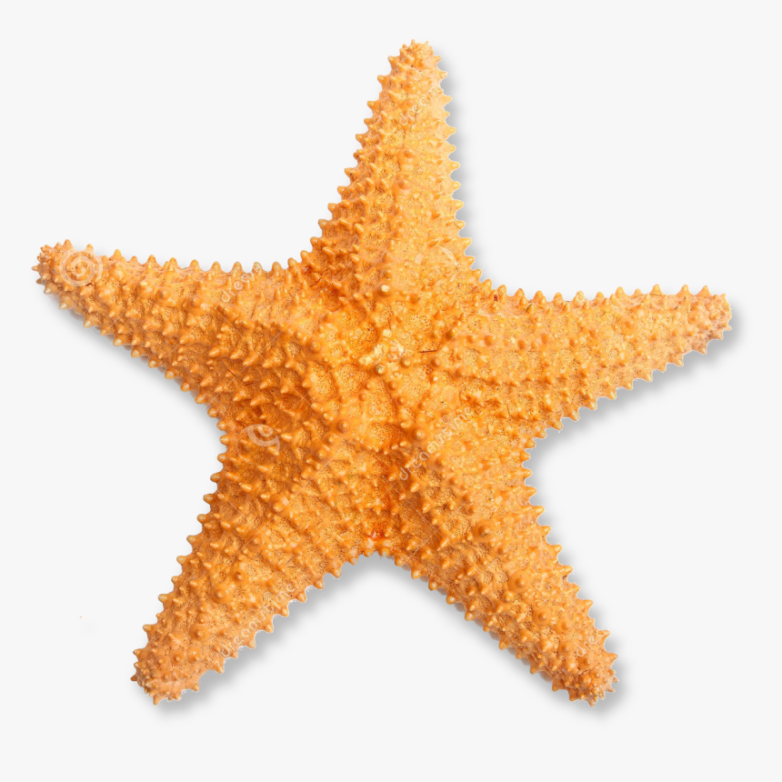 Detail Transparent Starfish Nomer 6