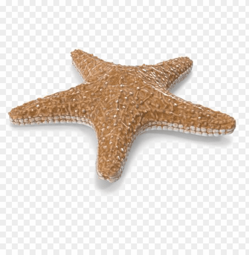 Detail Transparent Starfish Nomer 8