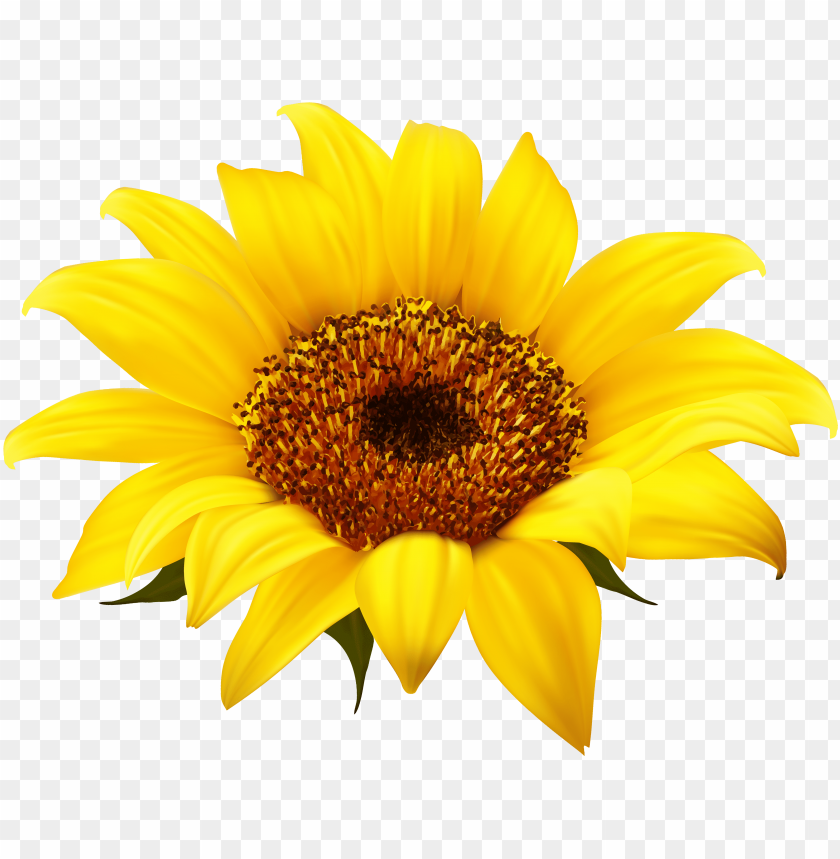 Detail Transparent Sunflower Nomer 13