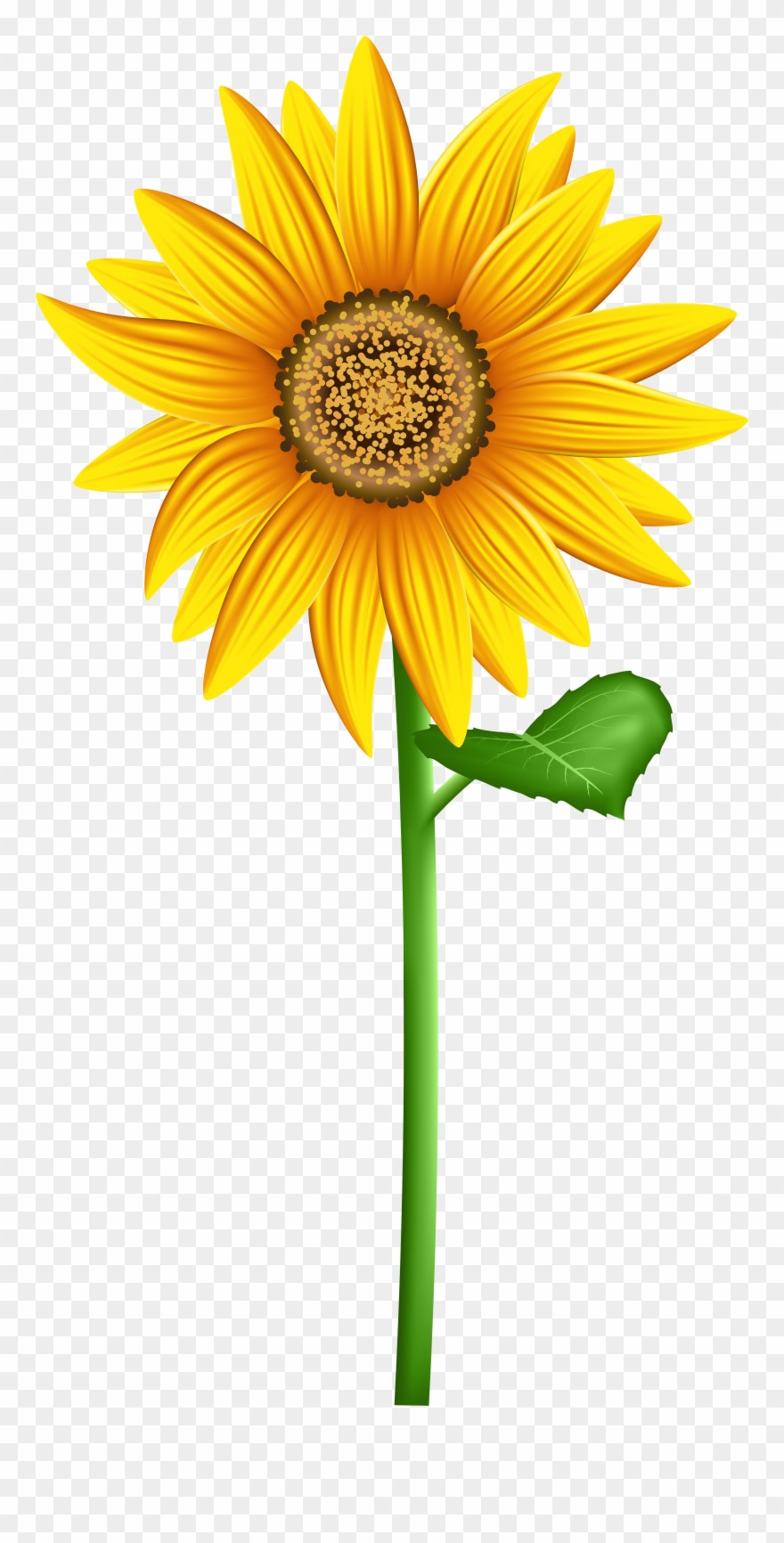 Detail Transparent Sunflower Nomer 26