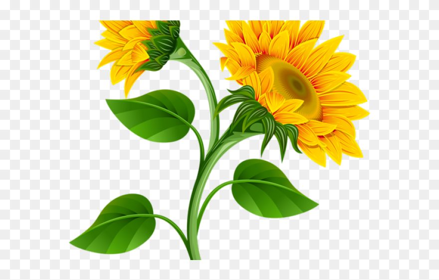 Detail Transparent Sunflower Clipart Nomer 18