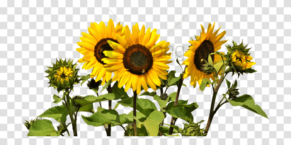 Detail Transparent Sunflower Clipart Nomer 25