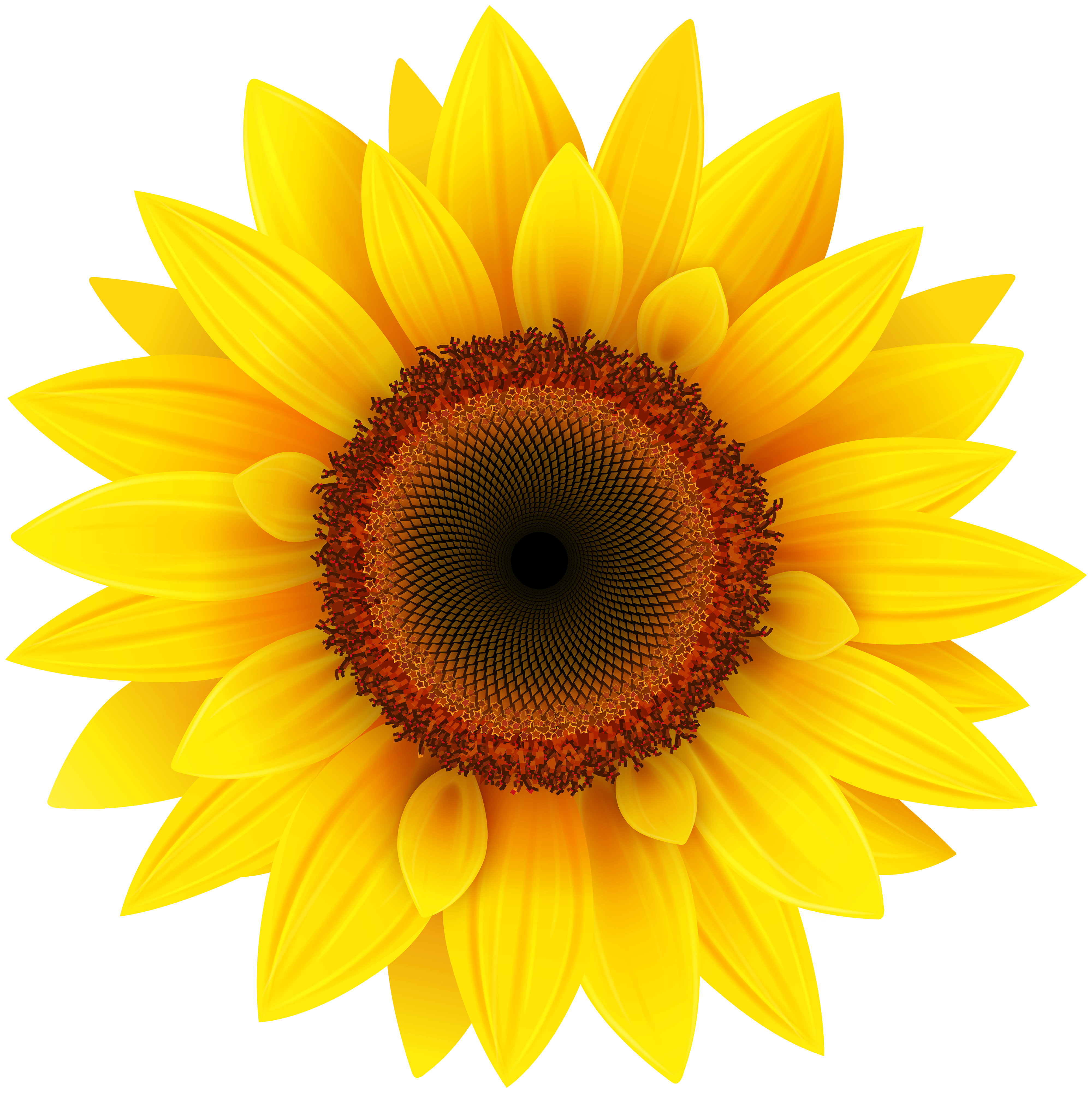 Detail Transparent Sunflower Clipart Nomer 4