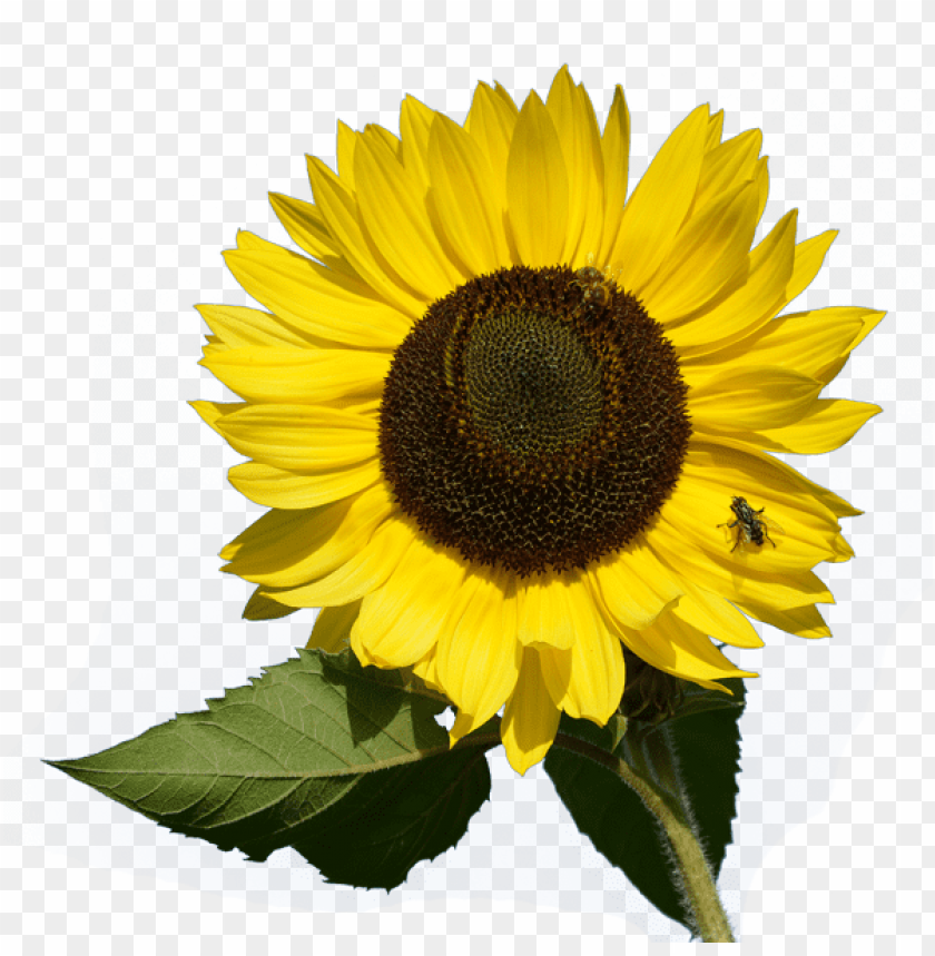 Detail Transparent Sunflower Clipart Nomer 50