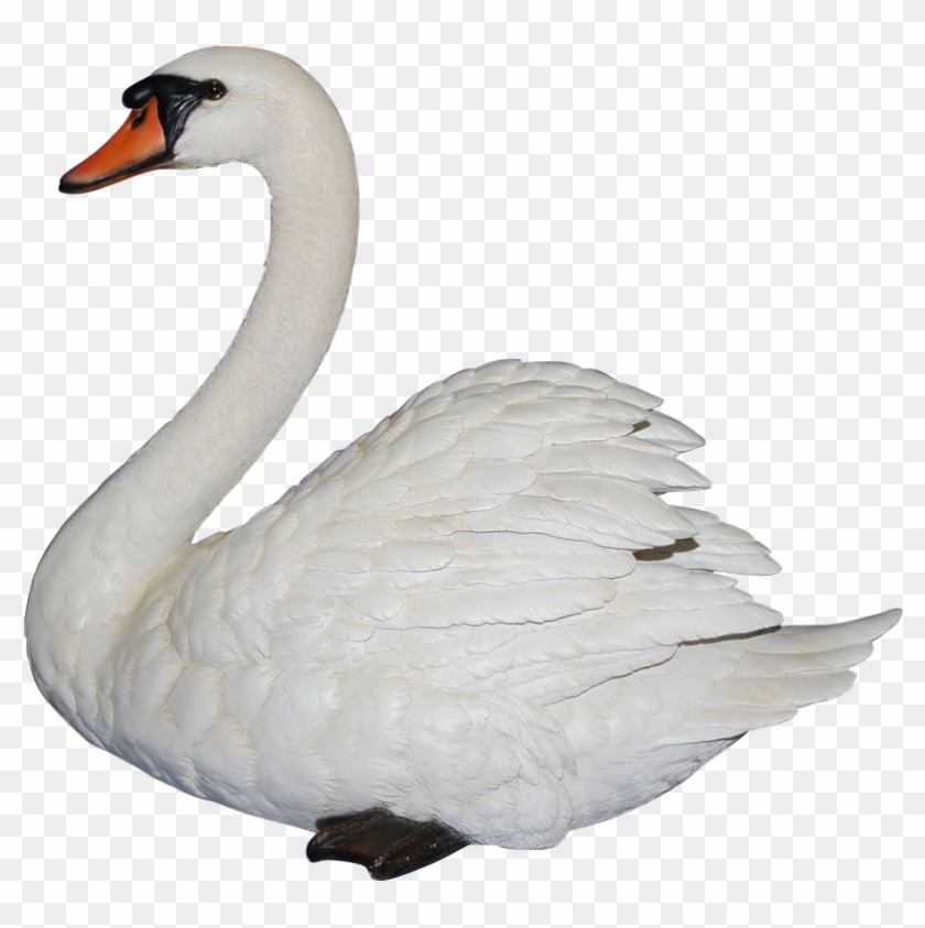 Detail Transparent Swan Nomer 2