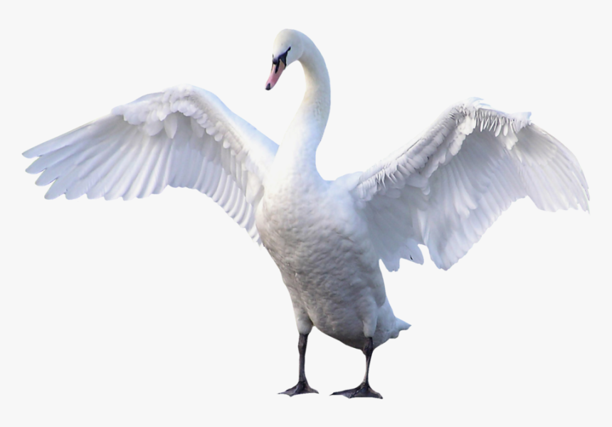 Detail Transparent Swan Nomer 16
