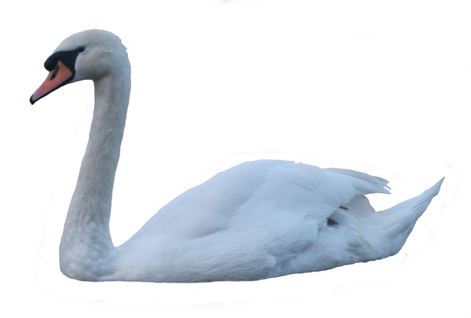 Detail Transparent Swan Nomer 5
