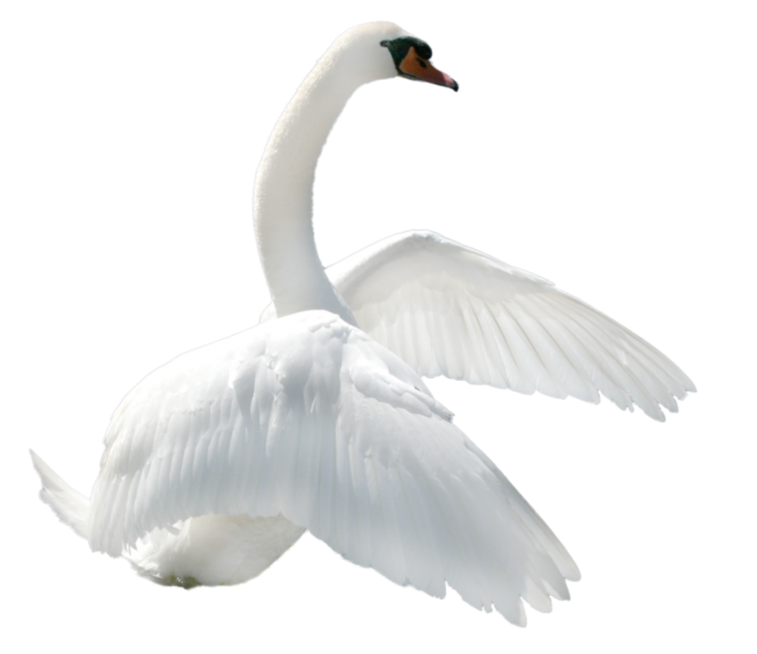 Detail Transparent Swan Nomer 6