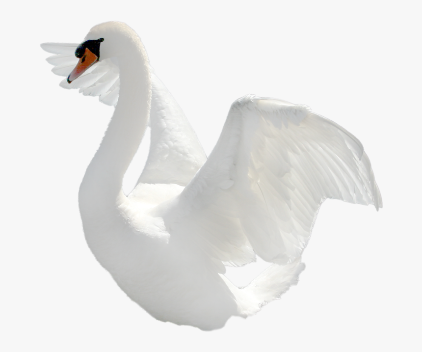 Detail Transparent Swan Nomer 8