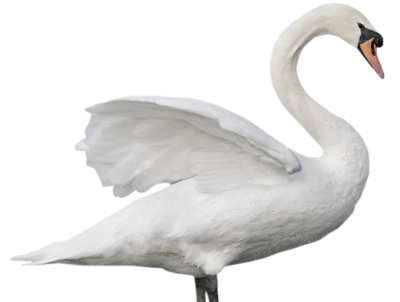Detail Transparent Swan Nomer 10