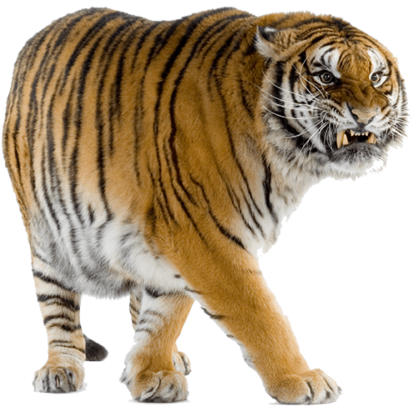 Detail Transparent Tiger Nomer 40