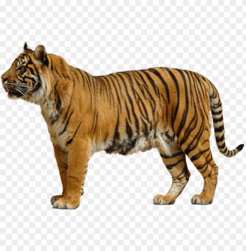 Detail Transparent Tiger Nomer 8