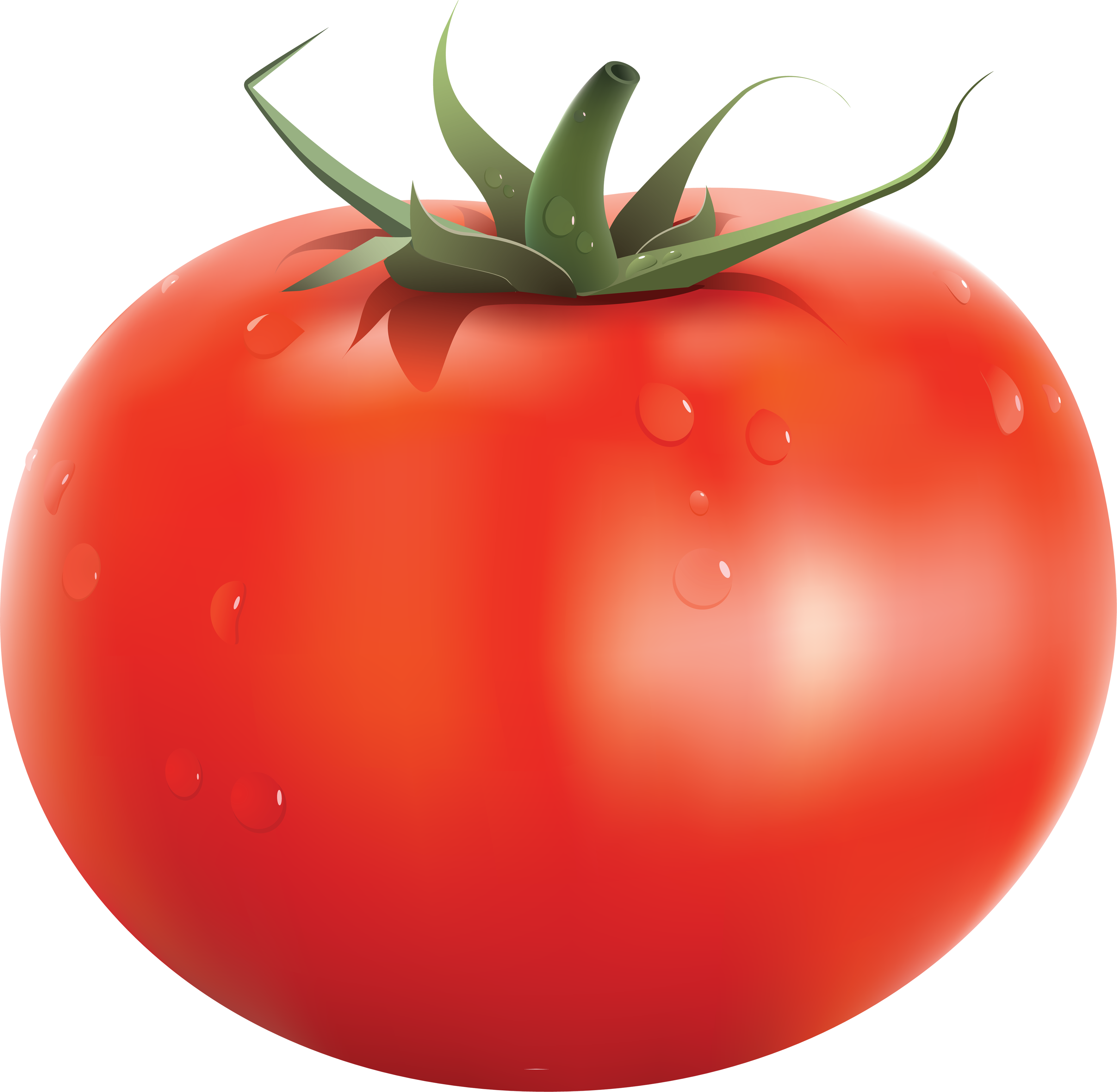 Detail Transparent Tomato Nomer 2