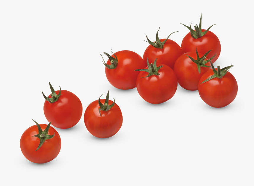 Detail Transparent Tomato Nomer 38