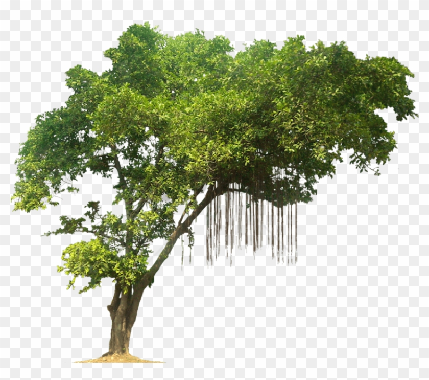 Detail Transparent Tree Image Nomer 22