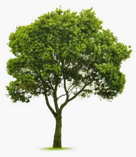 Transparent Tree Image - KibrisPDR