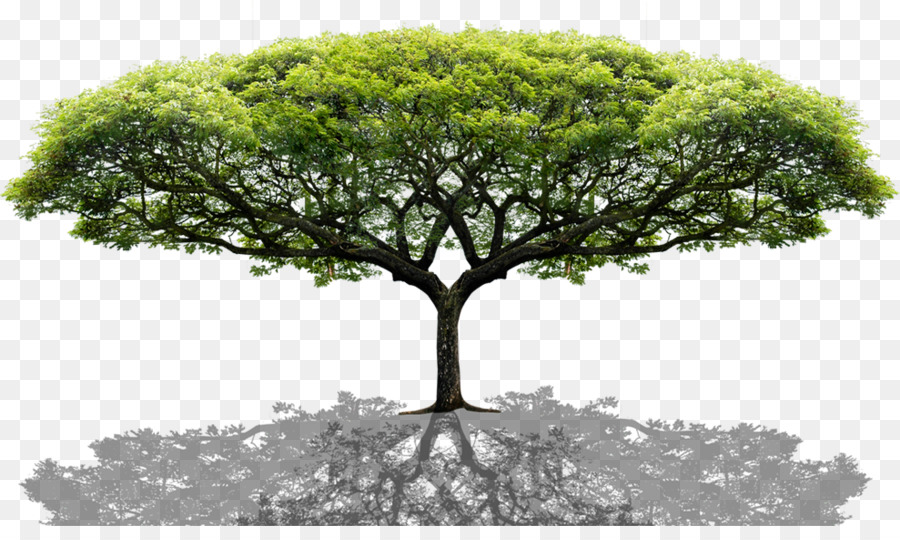 Detail Transparent Tree Image Nomer 28
