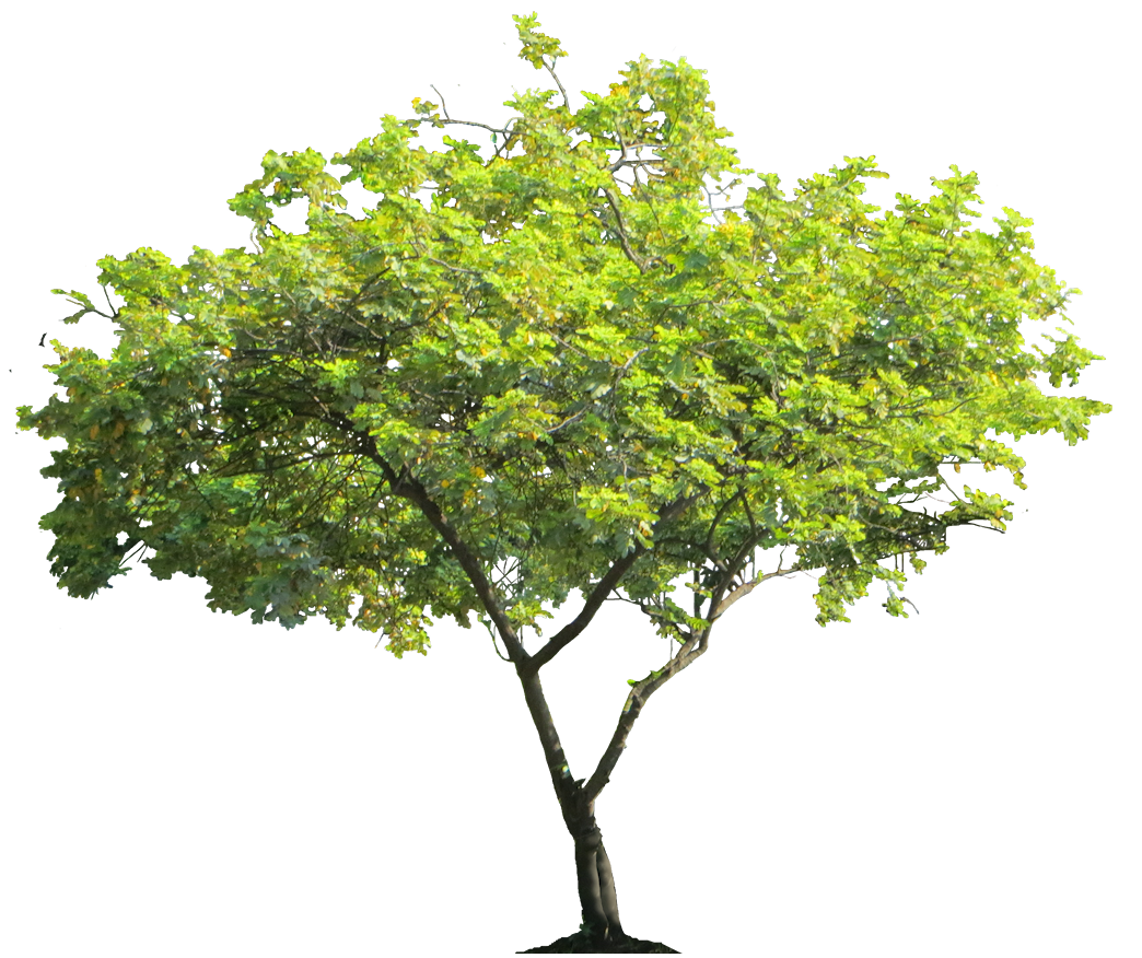 Detail Transparent Tree Image Nomer 44