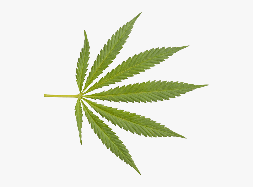 Detail Transparent Weed Nomer 9