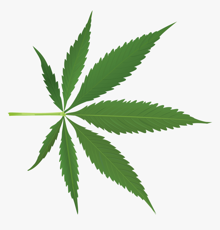 Detail Transparent Weed Nomer 14