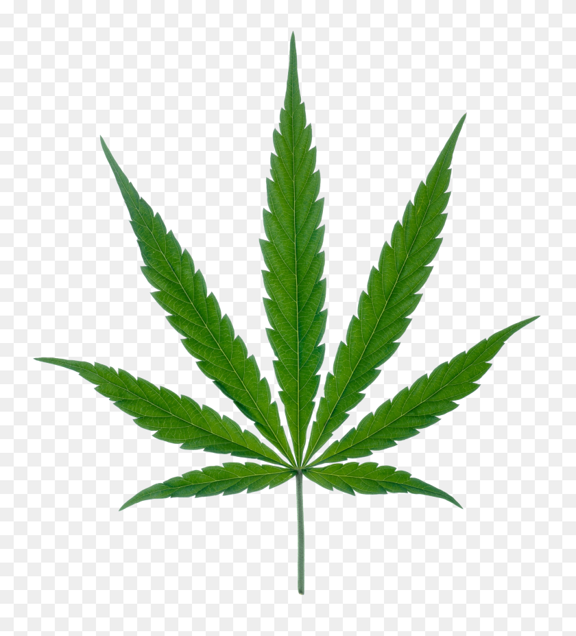 Detail Transparent Weed Nomer 16